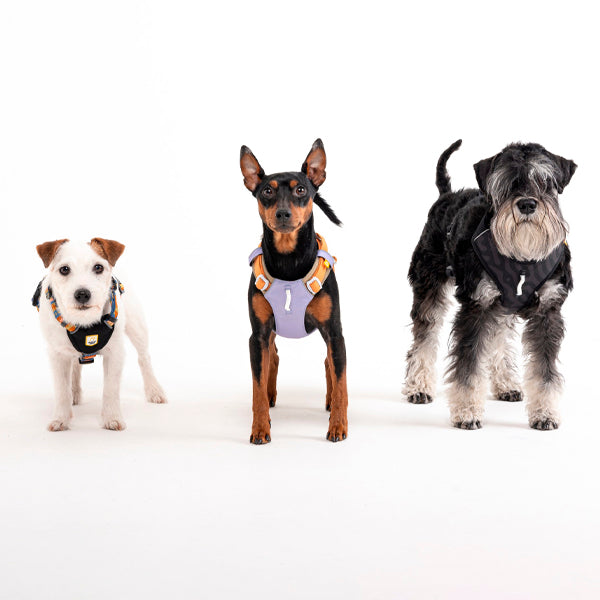 Tuotekuvauksen esittelykuva, jossa kolme koiraa.